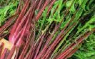 Стрелы Амура