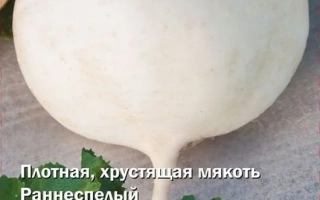 Семена дайкона Алмаз на зеленой листве