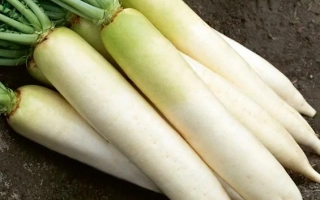 Свежие дайконы с зелеными стеблями на темном фоне - Бейсбол