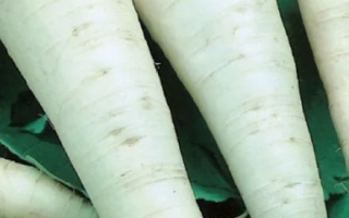 Семена дайкона Бивень мамонта на зеленом фоне