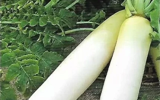 Пакет семян дайкона Окура Кросс с изображением белых корнеплодов