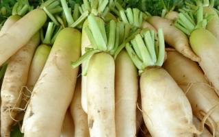 Свежие дайконы с зелеными ботвами - ОСЕННИЙ КРАСАВЕЦ