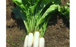 Свежий дайкон с зелеными листьями на земле - ТОРРО