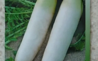 Пакет семян дайкона Вакула с изображением двух белых дайконов на фоне зелени