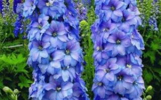 Голубое Кружево