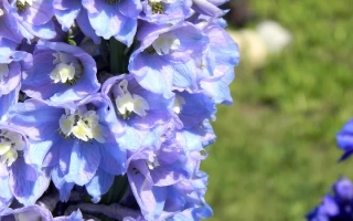 Сиреневая Спираль