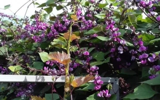 Сиреневый Каскад