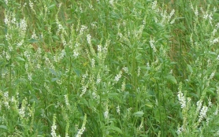 Средневолжский