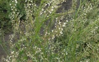 Заволжский