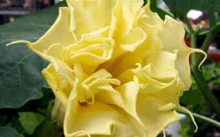 Желтый Рыцарь