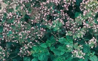 Арбатская Семко