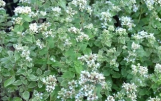 Белая Птица