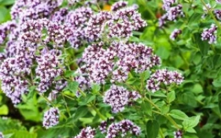 Северное Сияние