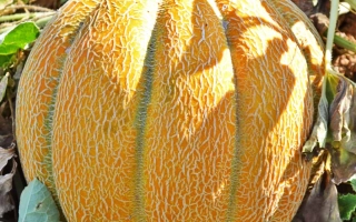 Melon in field - ETHIOPEKA