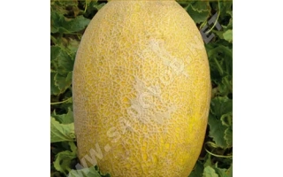 Melon seeds variety Fantasy on packaging