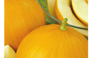 Seed packet of melon Kolhozntsa 749/753 with fruit imagery