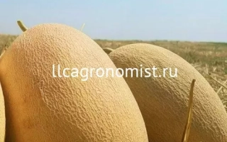 Melons on straw under open sky - Maya