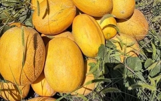 Ripe yellow melons MANUELA in the field
