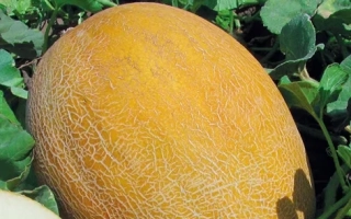 Seed packet of melon variety MLADA with fruit image