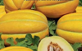 Наша Надежда