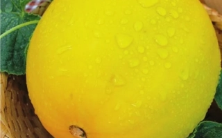 Принцесса Елизавета