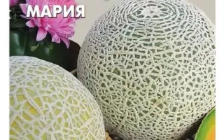 Принцесса Мария