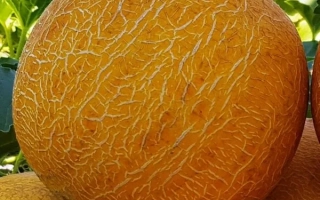 Large yellow melons against a green leafy background - Sunny