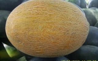 Strelchanka melon among other melons - STRELYCHANKA