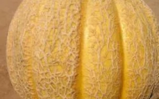 Суперстар F1