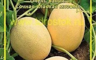 Seed packet of Victoria F1 melon