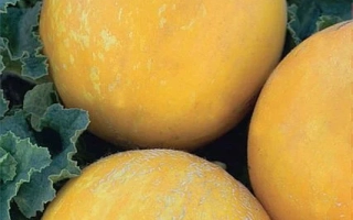 Золотой Шар