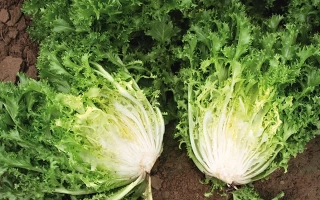 Два головки эндивия на земле - Аскари