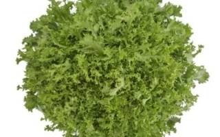 Свежий эндивий на белом фоне - БЕРЛИНАЛ