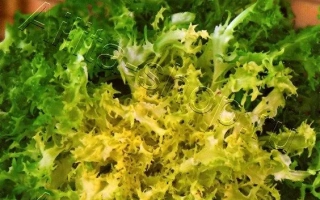 Пакет семян эндивия Королевский