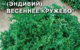 Салат эндивий ‘Весеннее кружево’