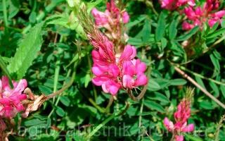 Цветущий эспарцет на зелёном фоне - Блиск