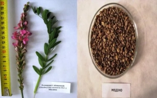 Семена эспарцета Медино в стеклянной чашке с меткой МЕДИНО и образцом растения слева.