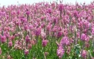 Поле цветущего эспарцета Смарагд