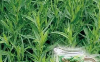 Грибовчанин