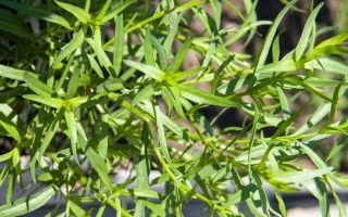 Гвоздичный