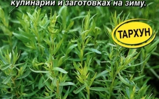 Зеленый ДОЛ