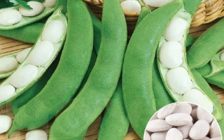 Фасоль Ясочка в стручках и зернах на деревянной поверхности