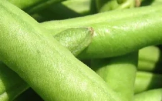 Свежая фасоль Днипрянка