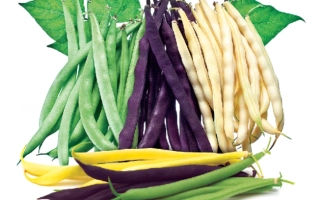 Свежая фасоль разных сортов: зелёная, фиолетовая, жёлтая и белая. - Елеганс