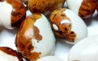 Белые и коричневые бобы на белом фоне - Горлиця