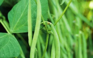 Зеленые стручки фасоли на растении - Кларон