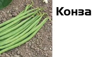 Зеленые стручки фасоли Конза на земле