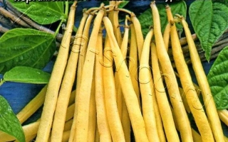 Кружевница