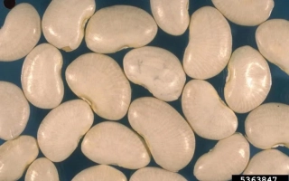 Белые фасоль на синем фоне - Лунар