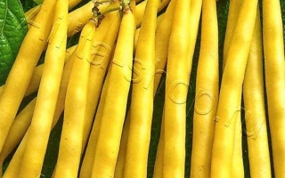 Масляный Король